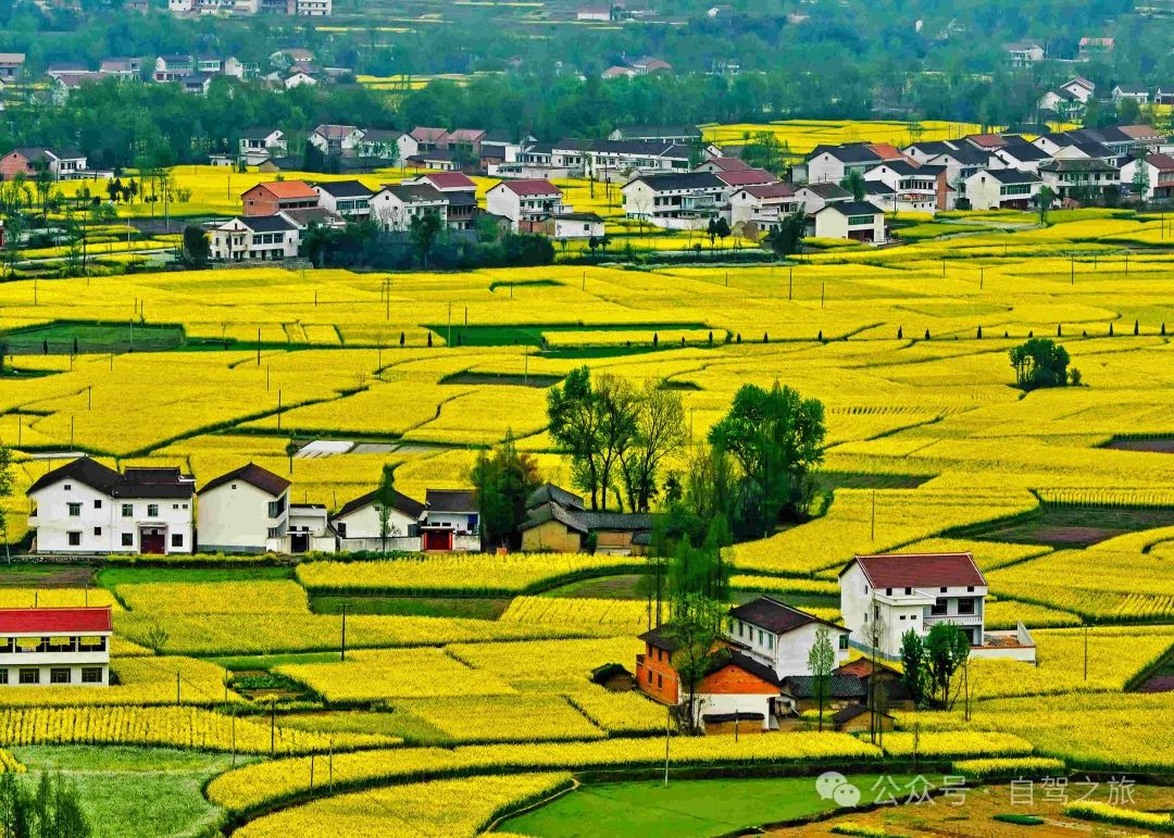 相约花海汉中 情醉汉人老家 ——2019中国最美油菜花海汉中旅游文化节即将开幕 - 旅游资讯 - 看看旅游网 - 我想去旅游 | 旅游攻略 ...