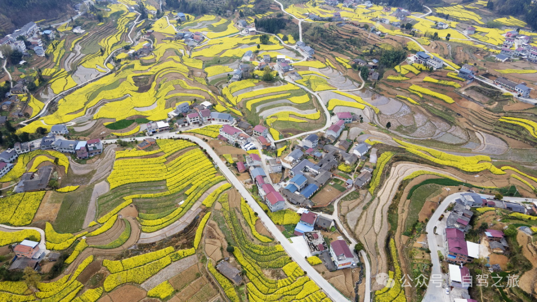 4k高清安康汉阴凤堰古梯田油菜花_5120X2700_高清视频素材下载(编号:10661470)_实拍视频_光厂(VJ师网) www ...