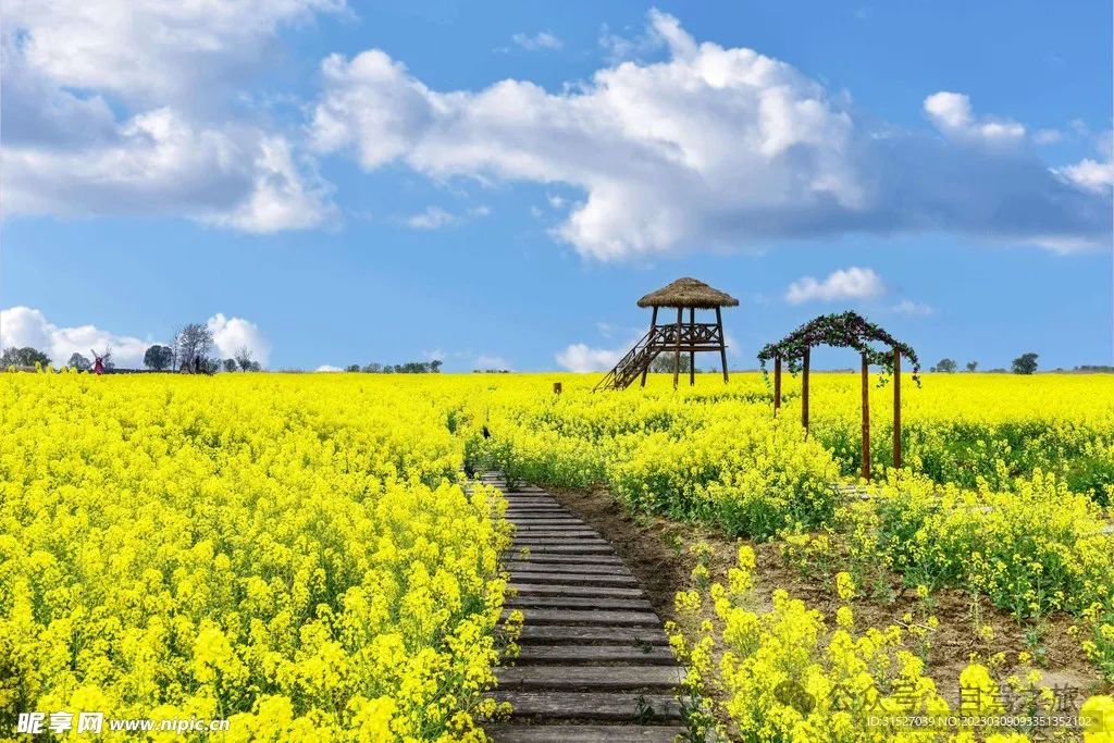 唯美油菜花海摄影图__田园风光_自然景观_摄影图库_昵图网